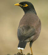 Common Myna