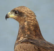 Black Kite