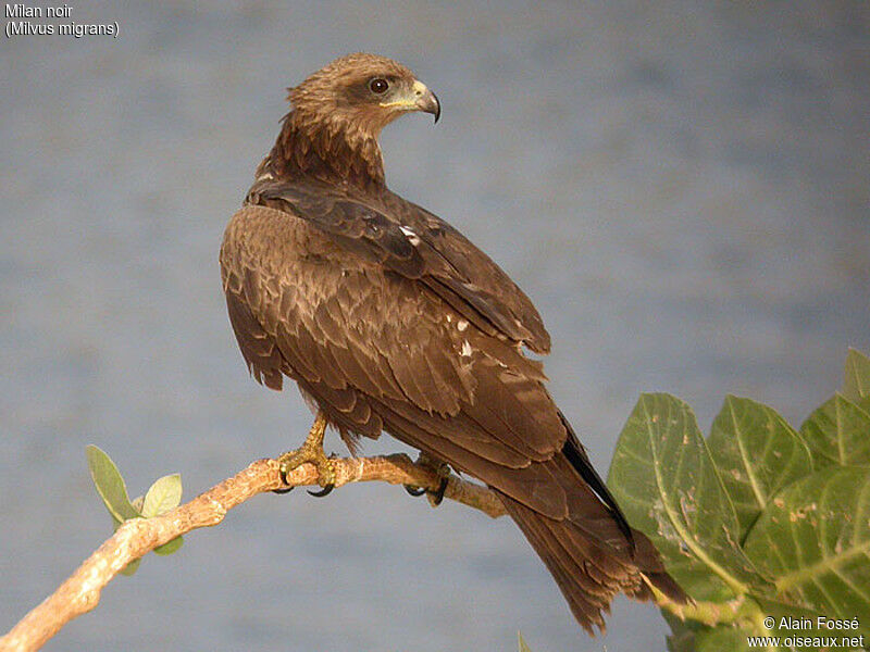 Black Kite