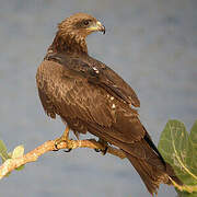 Black Kite