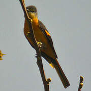 Minivet rouge