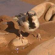 Desert Sparrow