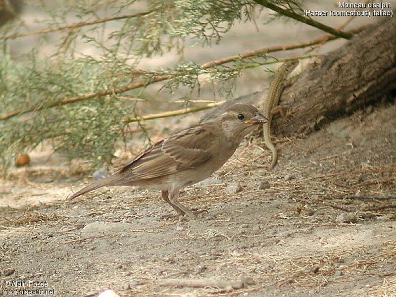 Italian Sparrow