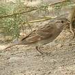 Moineau cisalpin