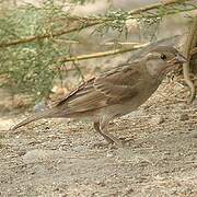 Italian Sparrow