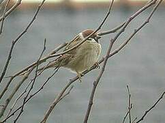 Eurasian Tree Sparrow