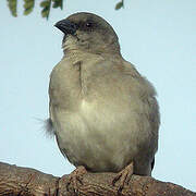 Northern Grey-headed Sparrow