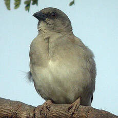 Moineau gris