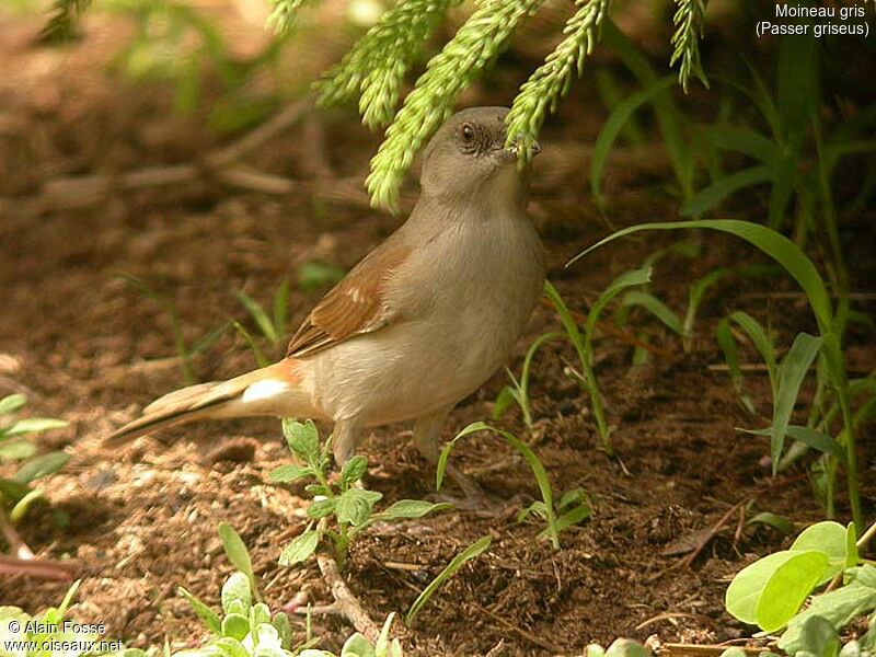 Northern Grey-headed Sparrow