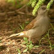 Northern Grey-headed Sparrow