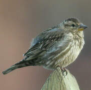 Rock Sparrow