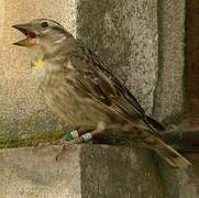 Rock Sparrow