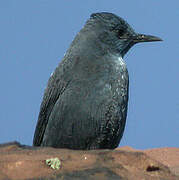 Blue Rock Thrush