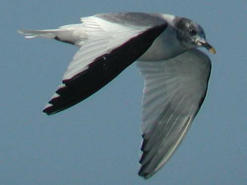 Mouette de Sabine