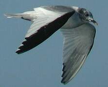 Sabine's Gull