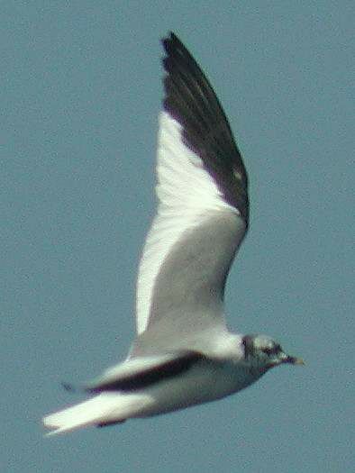 Sabine's Gull