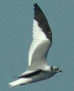 Mouette de Sabine