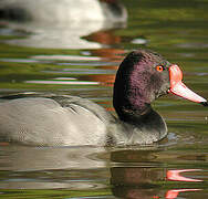 Rosy-billed Pochard