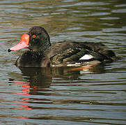 Rosy-billed Pochard