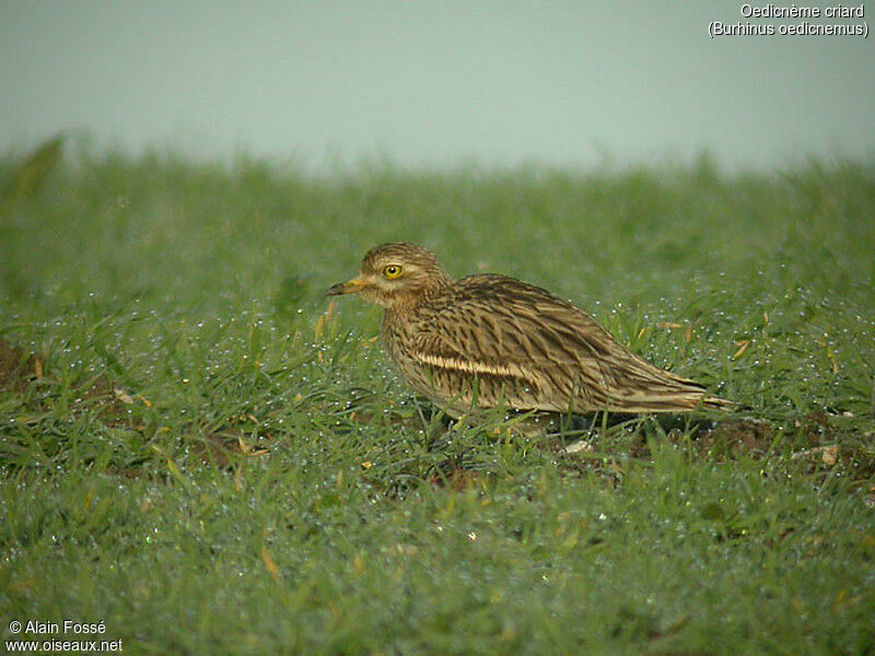 Eurasian Stone-curlew