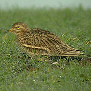 Eurasian Stone-curlew