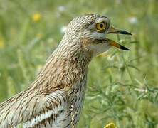 Eurasian Stone-curlew