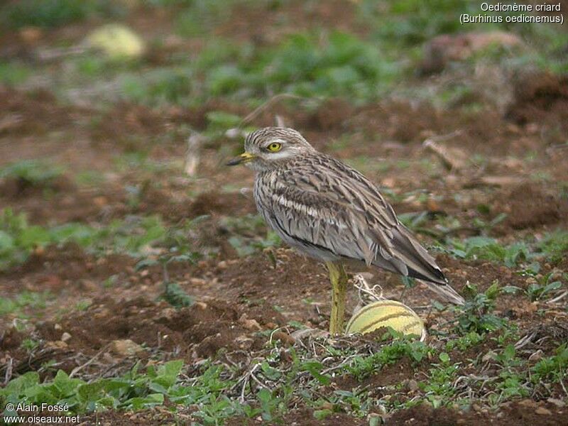 Eurasian Stone-curlew