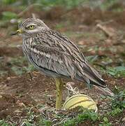 Eurasian Stone-curlew