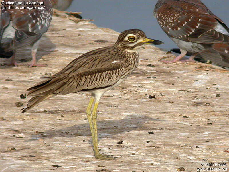 Senegal Thick-knee