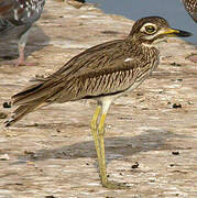 Senegal Thick-knee