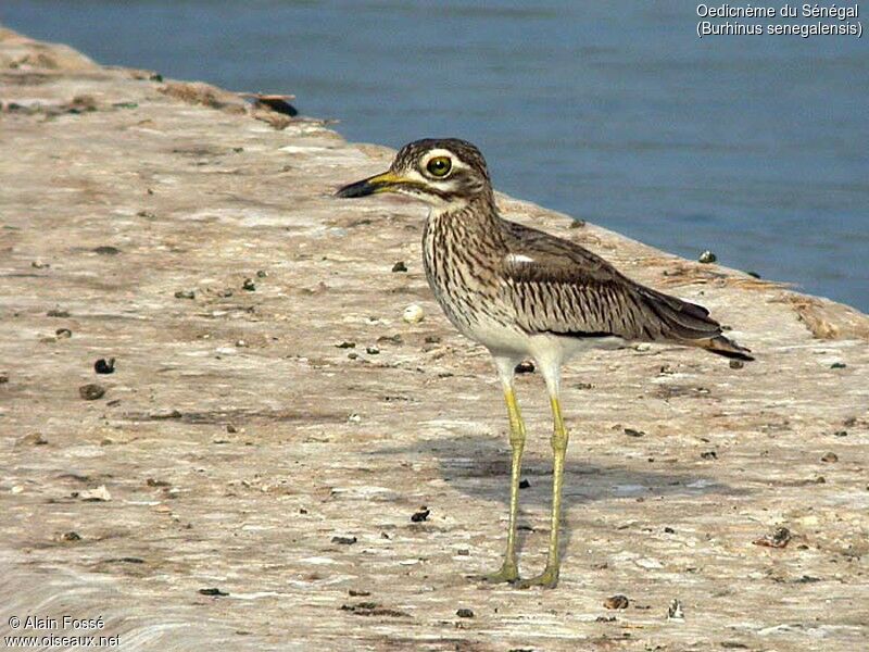 Senegal Thick-knee