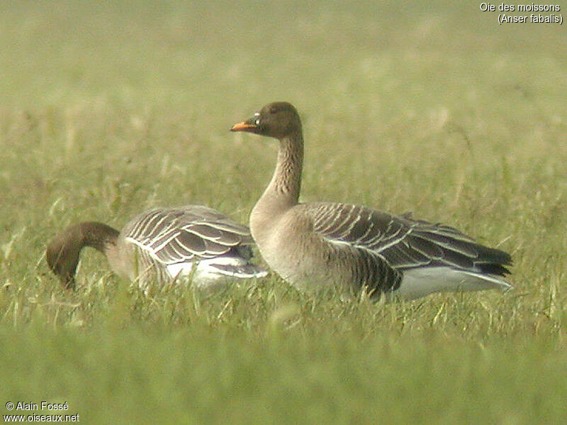 Taiga Bean Goose