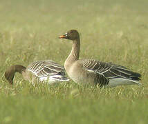 Taiga Bean Goose