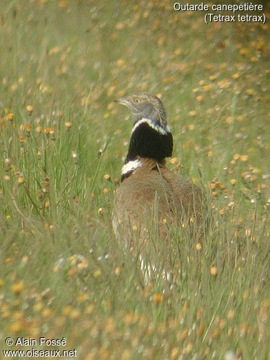 Little Bustard