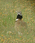 Little Bustard