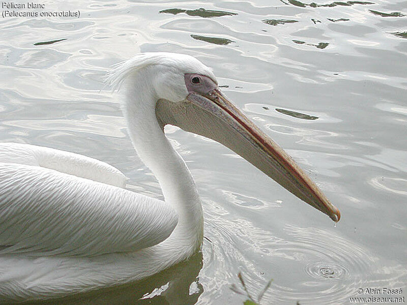 Great White Pelican