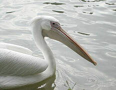 Great White Pelican