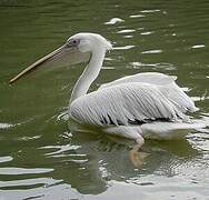 Great White Pelican