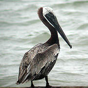 Brown Pelican