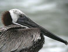 Brown Pelican