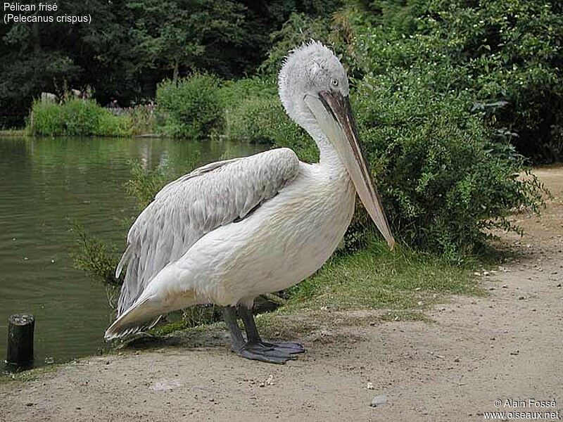 Dalmatian Pelican