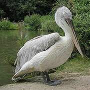 Dalmatian Pelican