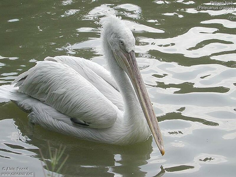 Dalmatian Pelican