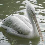 Dalmatian Pelican