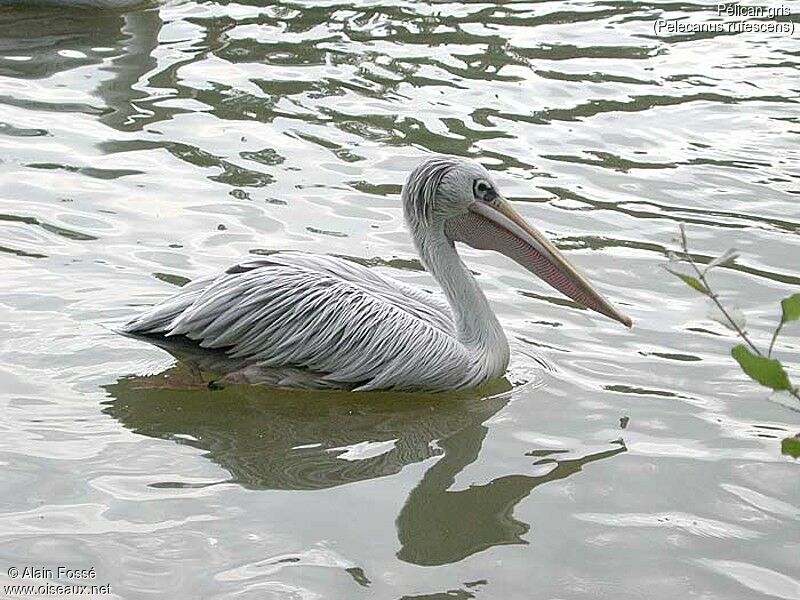 Pink-backed Pelican