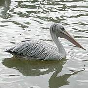 Pink-backed Pelican