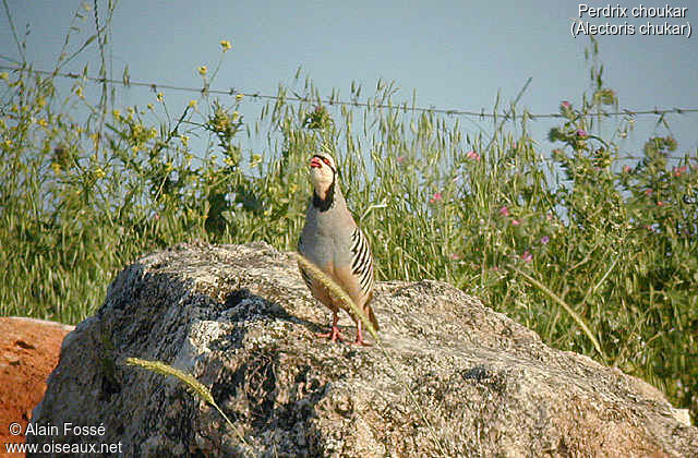 Chukar Partridge