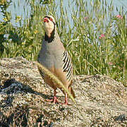 Chukar Partridge