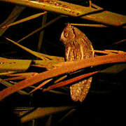 Eurasian Scops Owl