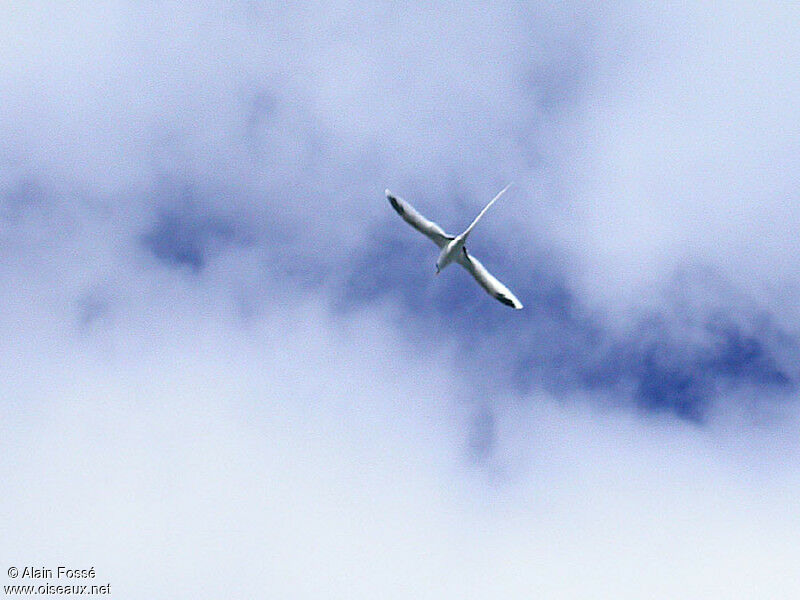 White-tailed Tropicbird